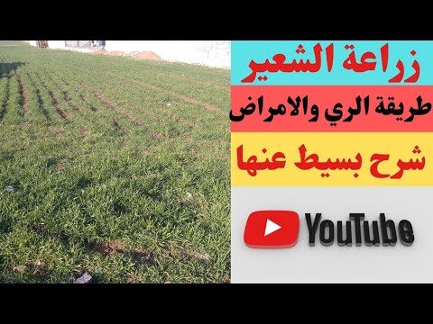زراعة الشعير الري والامراض الذي تصيبه شرح مبسط عنها ملف كامل