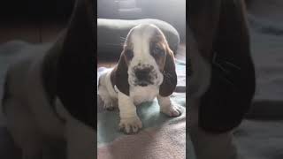 Sweet Basset Hound Puppy Tries to Howl 'Ferociously'