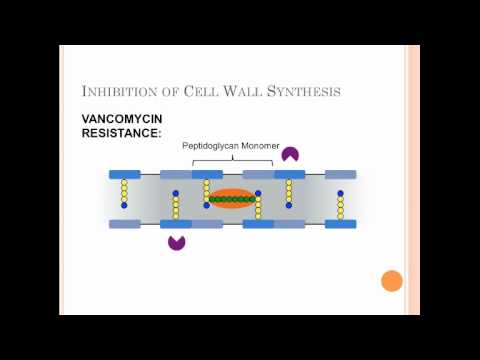 Video: De Toename Van Vancomycine-resistente Enterococcus Faecium In Duitsland: Gegevens Van De Duitse Antimicrobiële Resistentie Surveillance (ARS)