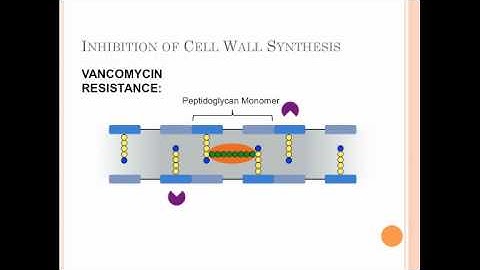 Mechanisms of Antibiotic Resistance in Vancomycin-Resistance Enterococci