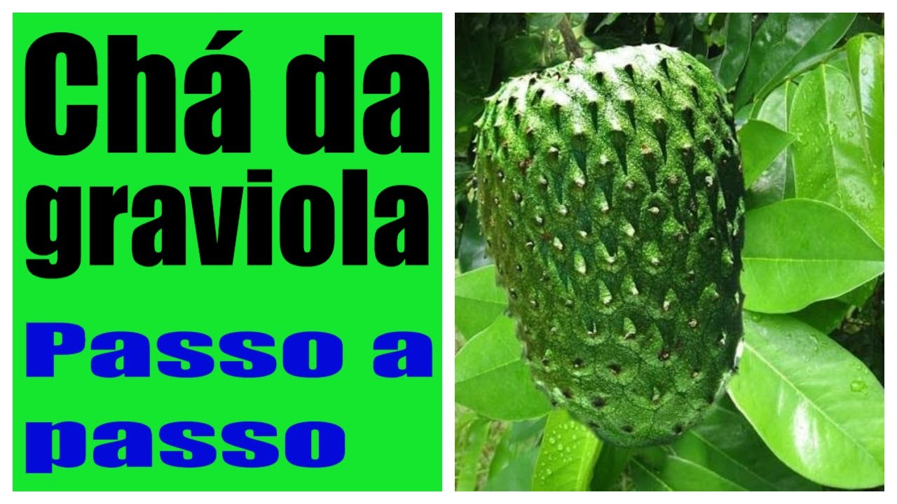 COMO FAZER O CHÁ DA FOLHA VERDE DA GRAVIOLA DA MANEIRA CORRETA. - YouTube
