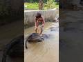 si Bolang berjalan di atas kerbau #trendingshorts #mandiinkerbau