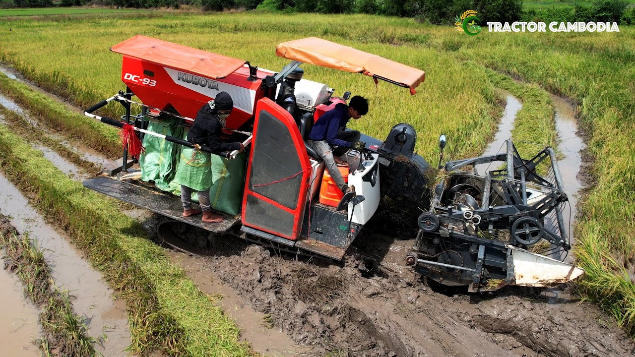 Wonderful Technique Operating Harvester Working In Deep Muddy Difficult Harvest Rice At Muddy