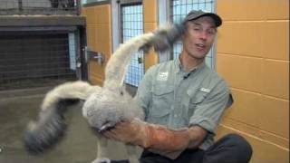 Eurasian Eagle Owl Baby - Cincinnati Zoo