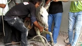 Donkey trapped chest-deep in sewage under building rescued.