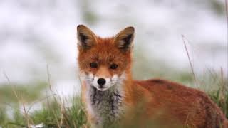 The Winter Fox