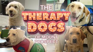 The Therapy Dogs of Mount Prospect