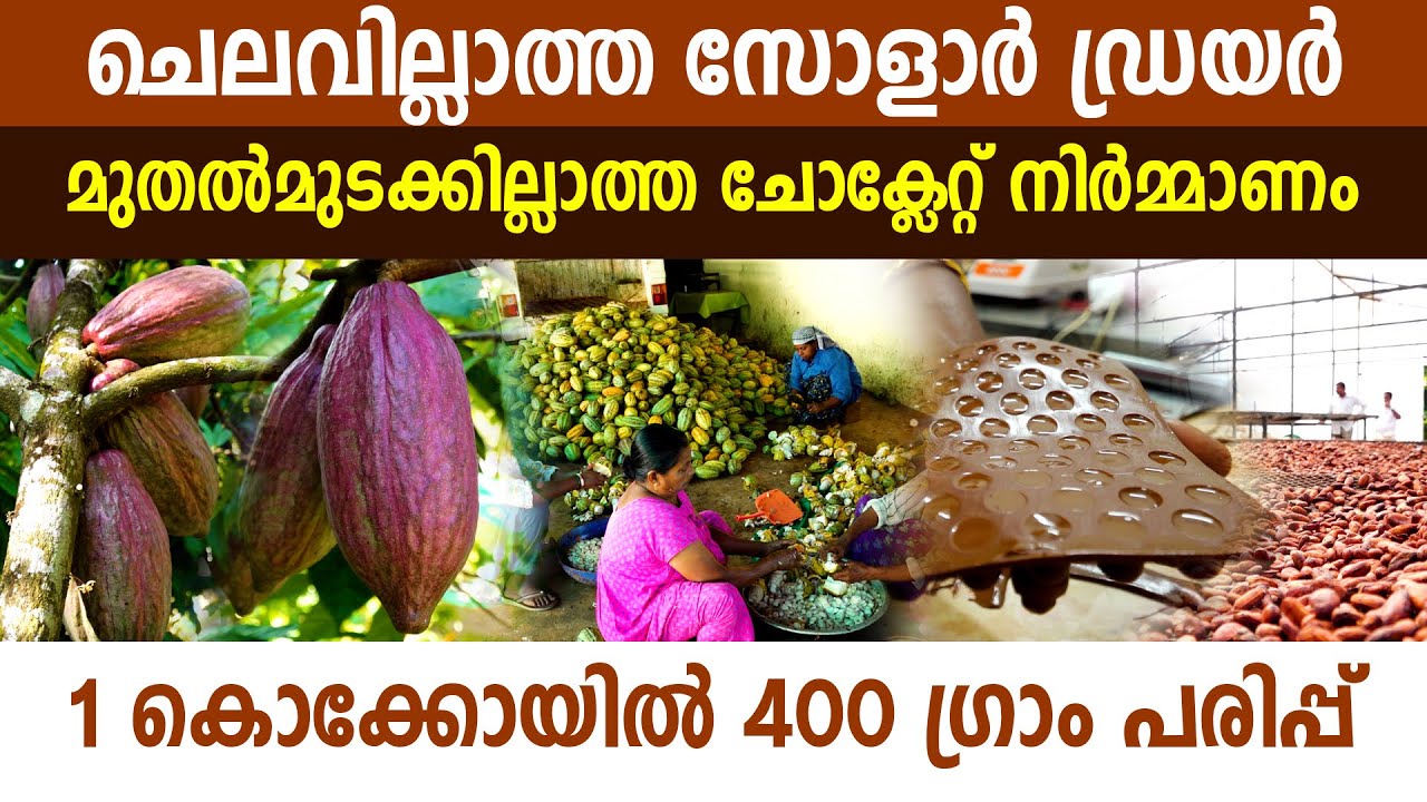 കൊക്കോ കൃഷിയിലൂടെ നാലിരട്ടി വരുമാനം നേടുന്ന മണിമലക്കാരൻ I Cocoa Cultivation and Chocolate production