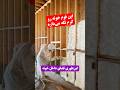 این فوم خونه رو گرم نگه می داره