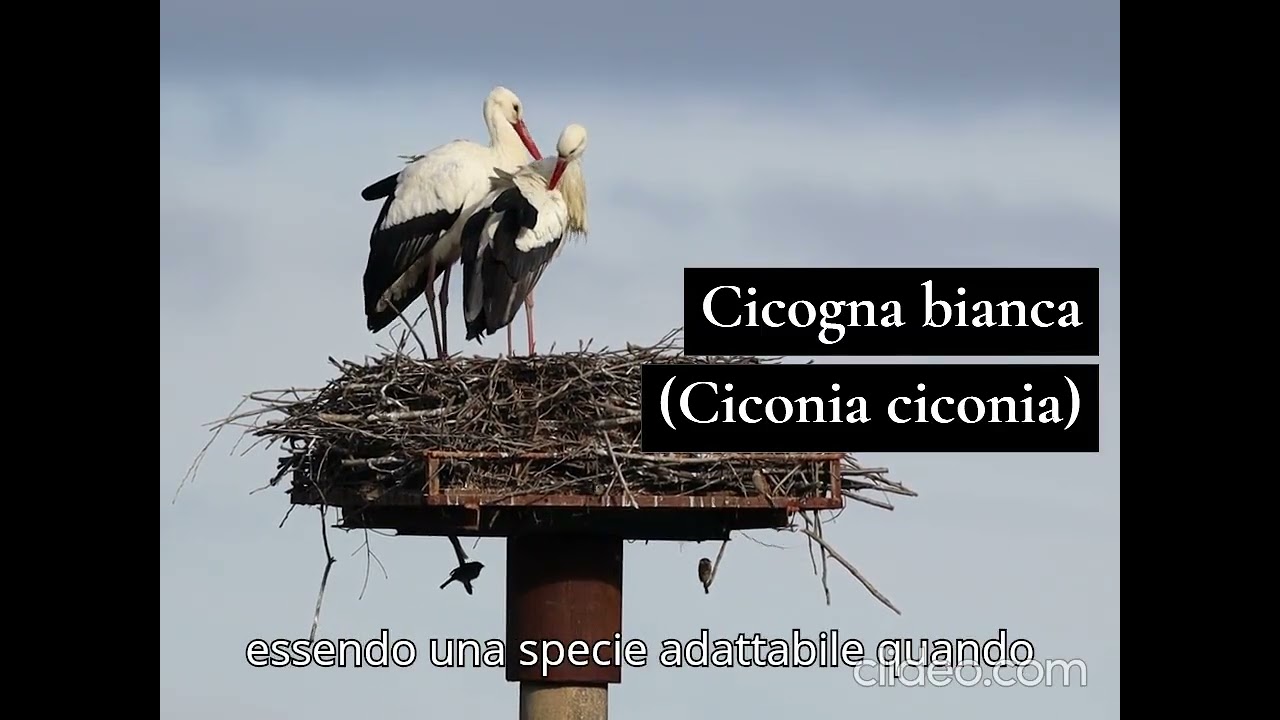 🌳🦋💧 CURIOSITA' DEL PARCO🌳🦋💧