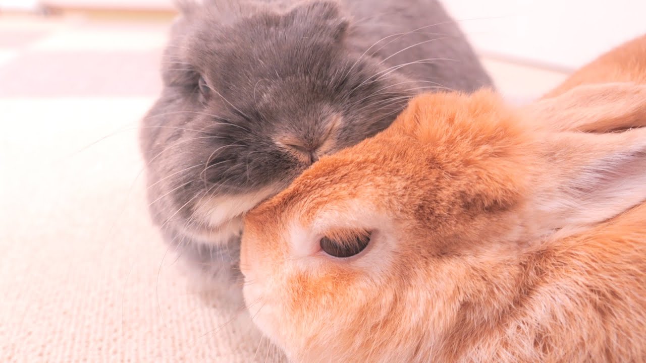 Mimi ran up to me happily and we bumped heads with each other. [No