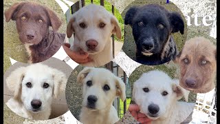 7 Adorabili Cuccioli Di Taglia Medio-Grande Canile Di Laterza