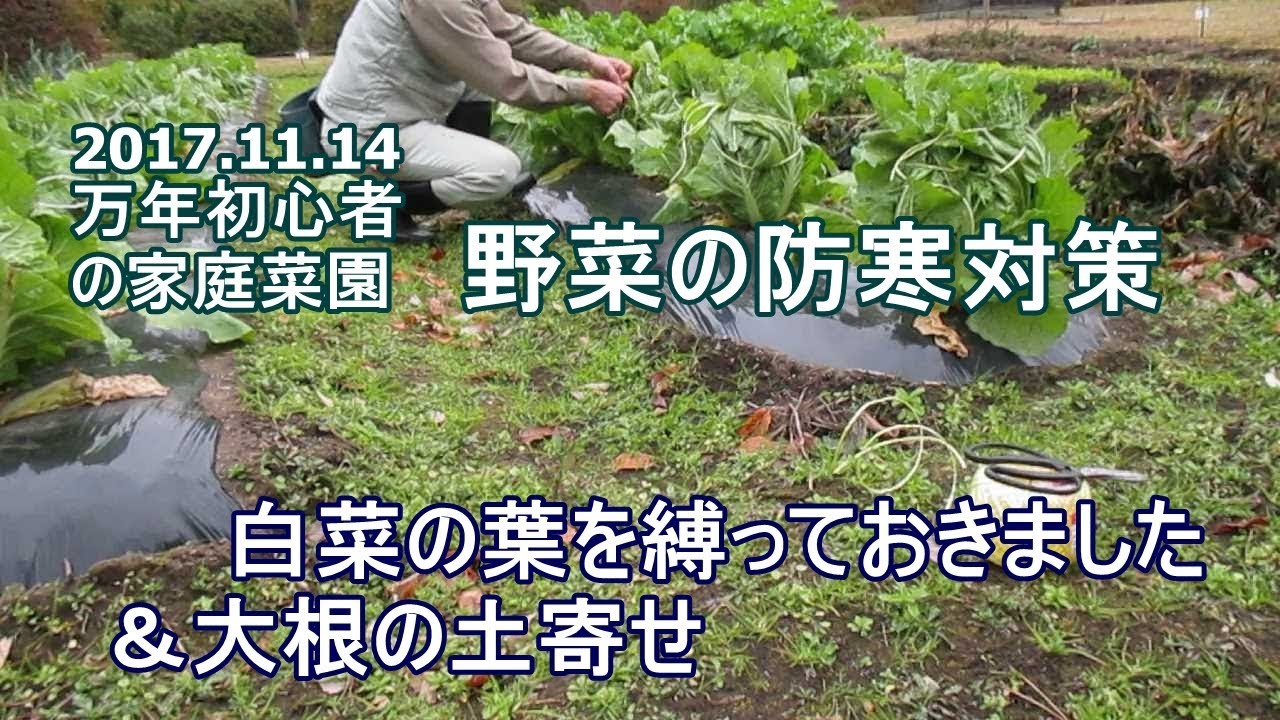 白菜の葉を縛っておきました Youtube