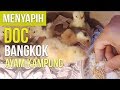 Tips Memisahkan Anak Ayam dari induknya dan Merawatnya