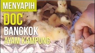 Cara memelihara anak ayam, umur 2 hari - 1bulan tanpa listrik / mbah kaji ali. 