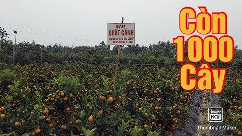 quất cảnh 2021 - 2022 quất chậu nhựa