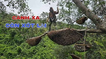 KHAI THÁC NHỮNG TỔ ONG RỪNG NGƯỜI KHÁC BỎ LẠI TRÊN CÂY ĐA CỔ THỤ !