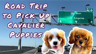 Cavalier Puppy Pick Up | From Poland to LAX to Arizona