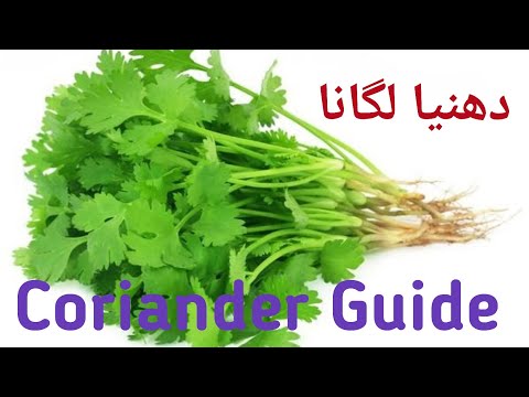 How To Grow Coriander?   دھنیا لگانے کا طریقہ۔۔۔۔بیج سے کٹائی تک