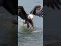 #aguila #aves #naturaleza #documental #vidasalvaje