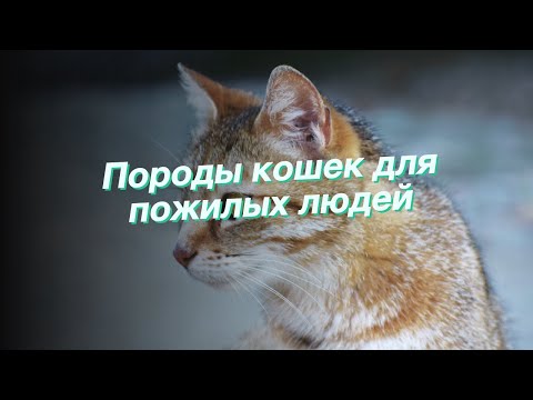 Породы кошек для пожилых людей