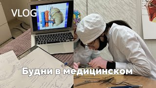 Будни в медицинском университете - топографическая анатомия