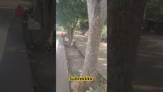 JURAGAN EMAPANG #empan #mancingmania #dangdut #wisata