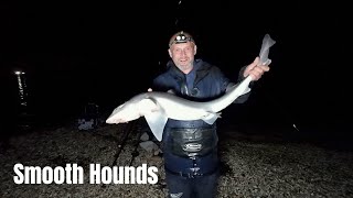 Beach Fishing - Huge Smooth-hounds