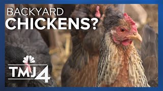 New bill could allow anyone in Wisconsin to have backyard poultry