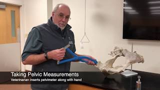 Pelvic Measurement - Mizzou Repro