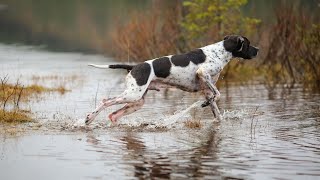 Managing Gastrointestinal Issues in Pointer Dogs