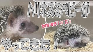 国内作家　ハリネズミちゃん □Iさまご予約品 ハリネズミちゃんマグネット□ | iichi 日々の