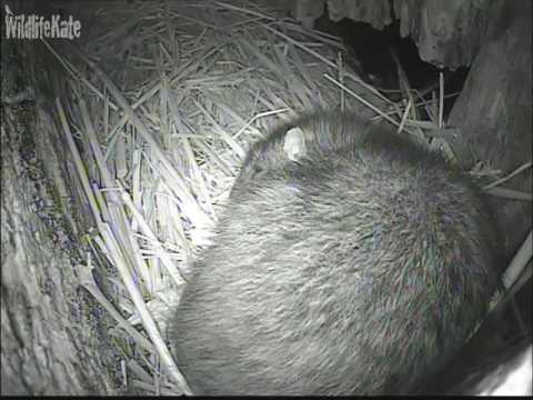 Rat sleeping  in Polecat den Jan 17