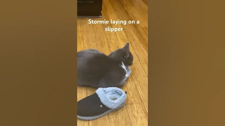 Watch the video about Stormie did have her head in it
