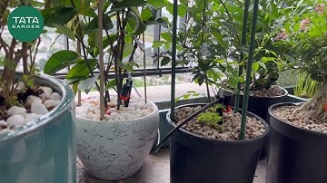 Thi công hệ thống tưới cây tự động ban công Quận 9 - Vinhomes Grand Park