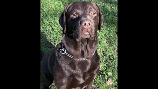 Labrador Chocolate arrabbiato very angry dog ringhia e raspa il terreno