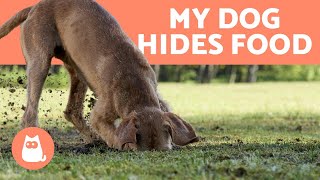 Why Do DOGS HIDE Their FOOD?  (Reasons & What to Do )