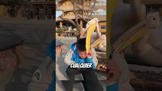 Este pájaro cree que todo es comida 🤣