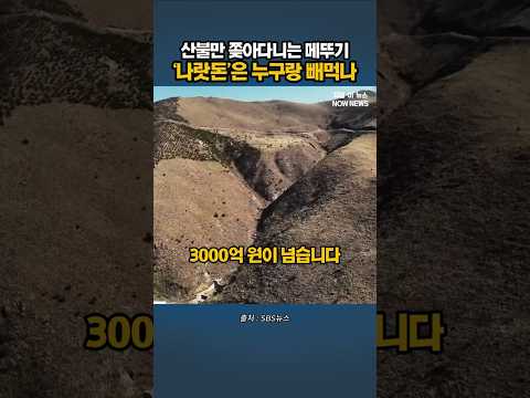 3000억 빼 먹는 '메뚜기' 오히려 산불 낸다고?