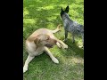 Baby the Blue Heeler pins Zeus the yellow lab right at the end! #winner #playing #pets #dogs #dog