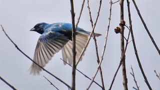 Our First Time Sighting of an Indigo Bunting & Second Sighting of a Northern Parula