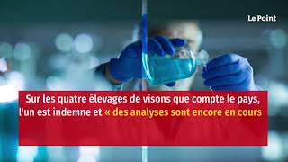 Covid-19 : un élevage de visons contaminé en France