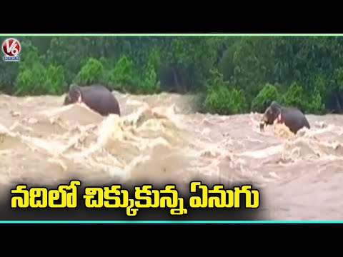 Elephant Stuck In Flood Water At Athirapally | Kerala | V6 News - V6NEWSTELUGU