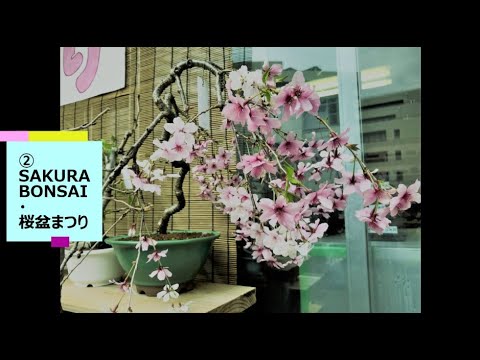 Sakura Bonsai 21 桜盆栽まつり21 上野グーリンクラブ En It Youtube Sakura Bonsai 21 桜盆栽まつり21 上野グーリンクラブ En It Youtube