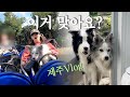 보더콜리들이랑 산책하다 갑자기 롤러코스터 타게된 썰