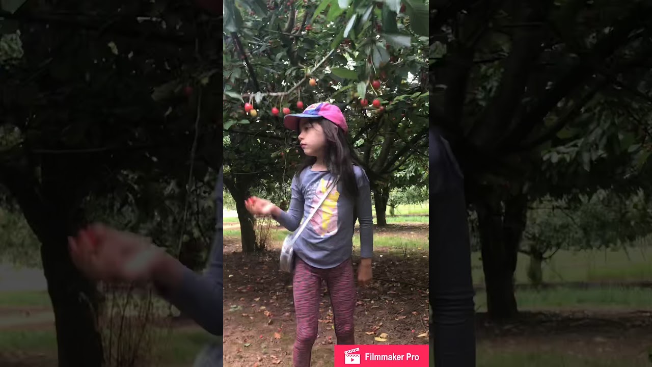 Cherries and Blueberries picking part1 👨‍👩‍👧❤️