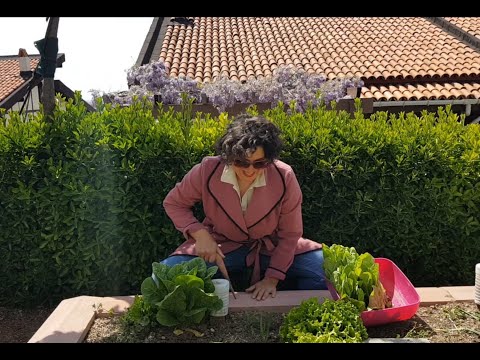 Video: Oleander Bitkileriyle İlgili Sorunlar - Sarı Yapraklı Oleander İçin Ne Yapmalı