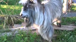 Cabra Beatbox "GoatBeatbox"