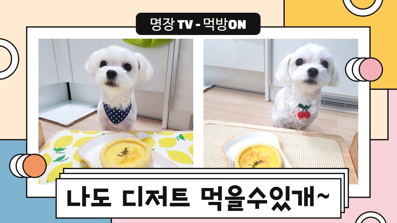 말티즈 강아지먹방 ASMR (메뉴 고구마🍠에그🥚타르트)