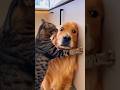 Dogs Funny Golden retriever #adorably #funnydog #viral #pets #funny #funnydogsofinstagram